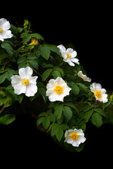 Fototapeta premium White flowers of wild rose on a black background. Gardening and plant care.