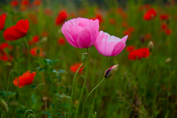 two pink poppies among red poppies