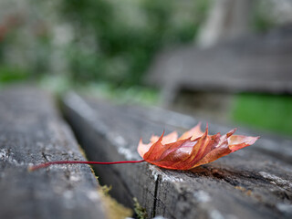 feuille sur un banc