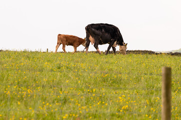 A cow and calf grazing behind a barbed wire fence in a field where buttercups are growing