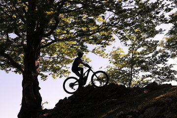 RIDER ON MOUNTAIN BIKE GOING UP THE MOUNTAIN NEXT TO A BIG TREE
