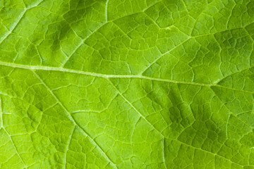 Fototapeta na wymiar texture of green burdock leaf, close-up