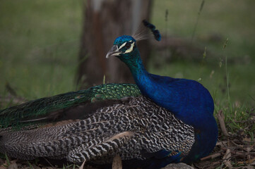 Obraz premium peacock in the park