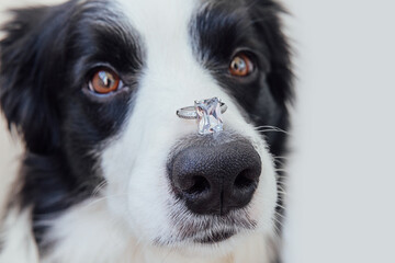 Will you marry me. Funny portrait of cute puppy dog border collie holding wedding ring on nose isolated on white background. Engagement, marriage, proposal concept