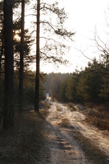 Fototapeta premium sandy path in the Sunset lit woods