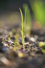 original vegetable oat root 