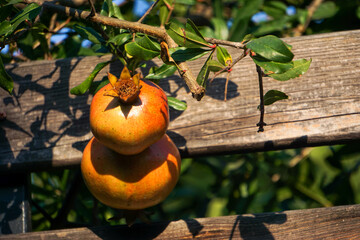 Pomegranate on a tree