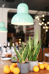 Flowerpots of Sansewieria and fruits on the table close up