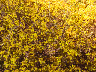 Dense green thickets or bushes of tall grass goldenrod with yellow flowers among thin Linn stems and small leaves. Natural, organic background