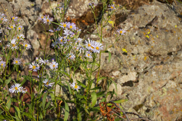 Rockslide Daisies, purple wildflowers in the sunshine