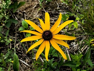 yellow flower in the forest