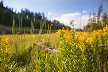 Goldenrod wildflowers in a field with Firehole River and forest in background, Yellowstone National Park, Wyoming