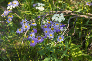 Rockslide Daisies, purple wildflowers in the sunshine