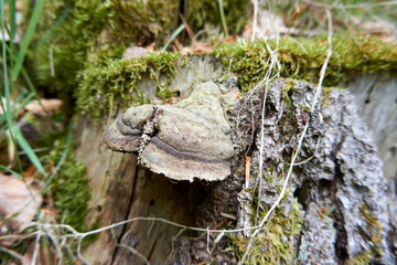 close up of a large mushroom overgrown with moss