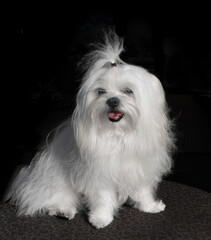 portrait of a white Maltese dog sitting against a dark background