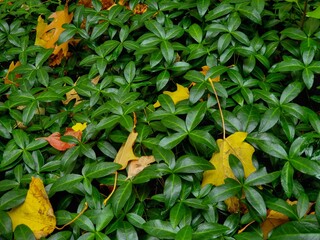 orange and yellow leaves