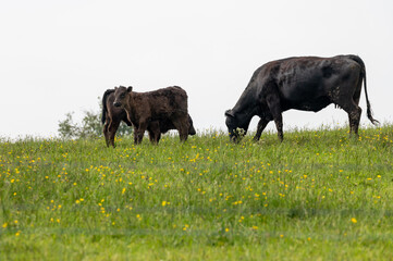 Two calves and a cow grazing in a buttercup field
