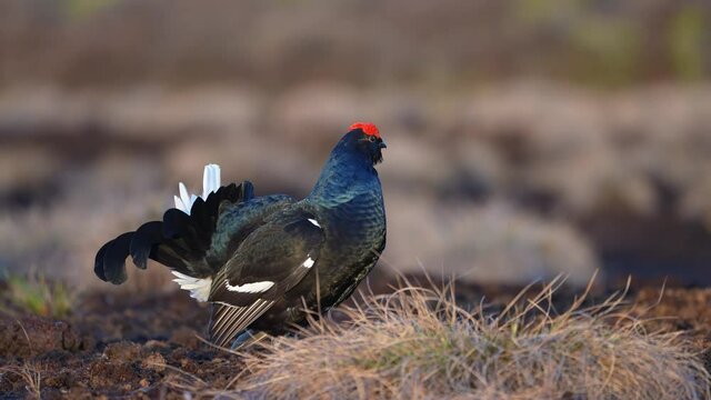 Black Grouse on spring bog ready for fighting, lekking. Spring colors of moors with black grouse, blackcock. Male Black Grouse lek game at sunrise. Lyrurus tetrix lekking in Estonia, Saaremaa swamp