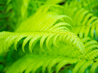 Fern leaves background. Wild fern bush in nature.