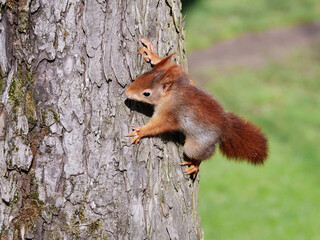 baby squirrel climbing at a tree
