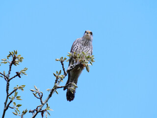 falcon perching on a tree against blue sky