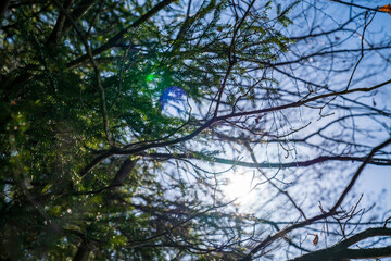 trees and sky