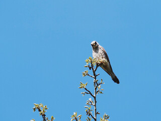 falcon perching on a tree against blue sky