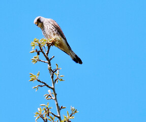 falcon perching on a tree against blue sky