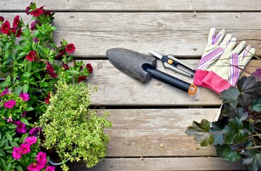 Summer blooming annual plants and flowers ready for planting in flowerbeds and garden planters....