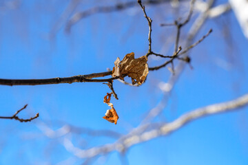 branch of a tree
