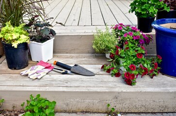 Summer blooming annual plants and flowers ready for planting in flowerbeds and garden planters....