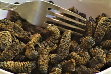 Dried mopane worms can be eaten raw as a crisp snack; however, in Botswana people tend not to eat...