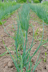 Obraz premium Smooth beds of young green onions on the village plot. The beginning of the summer season.