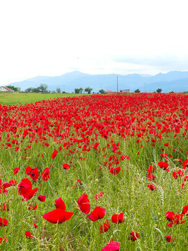 Close up red poppy head in a field. Symbol of Albania tourism.