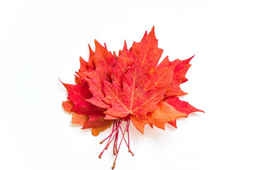 A bunch of red maple leaves on white background