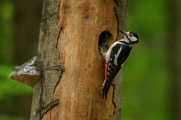 Great spotted woodpecker, Dendrocopos major, perched in nesting hole in old rotten beech trunk....
