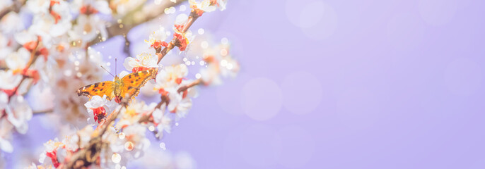 Spring background, banner - flowers of apricot tree with the butterfly small tortoiseshell, closeup with space for text