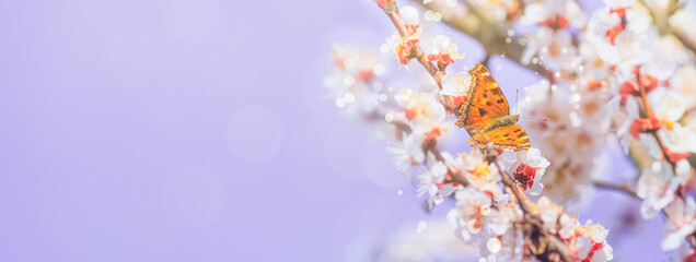 Spring background, banner - flowers of apricot tree with the butterfly small tortoiseshell, closeup with space for text