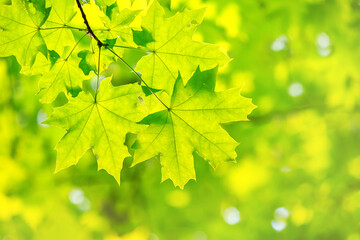 Spring landscape, background - view of the maple leaves on the branch in the deciduous forest on a sunny day, closeup, with space for text