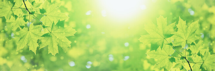 Spring landscape, banner - view of the maple leaves on the branch in the deciduous forest on a sunny day, closeup, with space for text