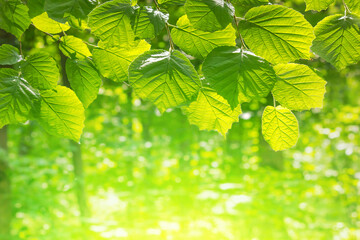 Fototapeta na wymiar Spring landscape, background - view of the hazel leaves on the branch in the deciduous forest on a sunny day, close up, with space for text