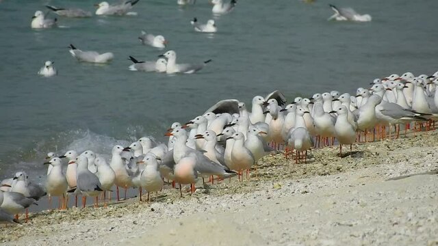 Seagulls hanging around on the beach of Kish Island, Iran