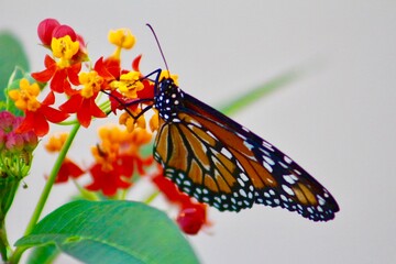 butterfly on flower