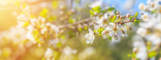 Fototapeta na wymiar Spring background, banner - flowers of plum tree, selective focus, close up with space for text
