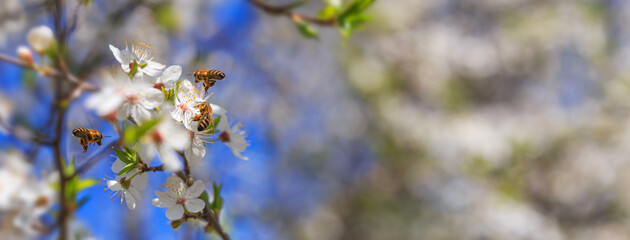 Fototapeta premium Spring background, banner - flowers of plum tree, pollinated by bees, selective focus, close up with space for text