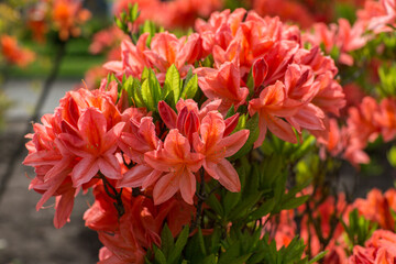 orange rhododendrons bloom in the park in spring