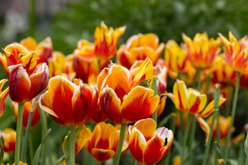 yellow-red tulips bloom in the garden in spring