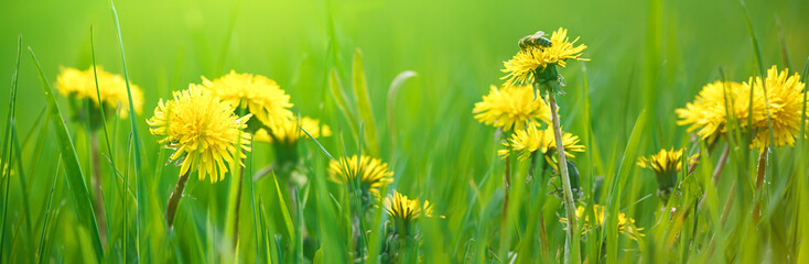 Selective focus close-up of the yellow dandelions on spring meadow, banner. Yellow flowers in green...