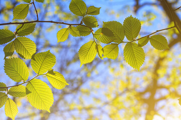 Spring landscape, background - view of the hazel leaves on the branch in the deciduous forest on a...