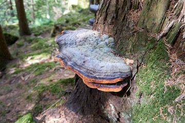 beautiful multicolored large mushroom on a tree trunk
